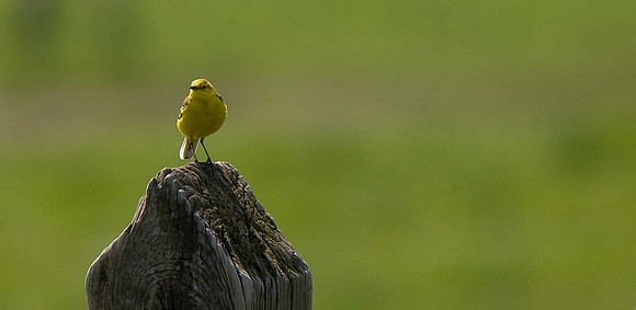 Yellow Wagtail