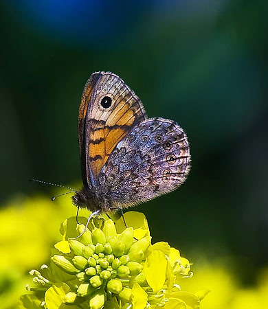 Wall