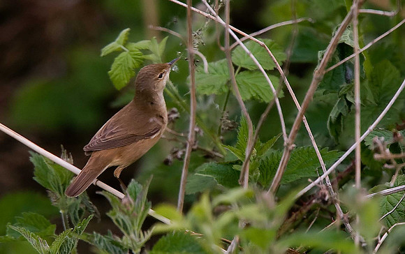 Reed Warbler