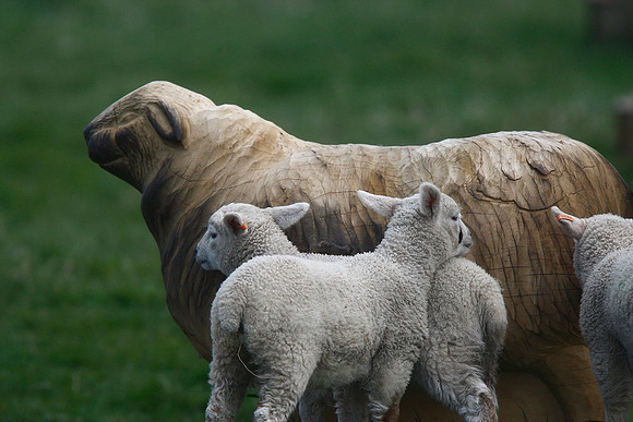 Saltholme lambs