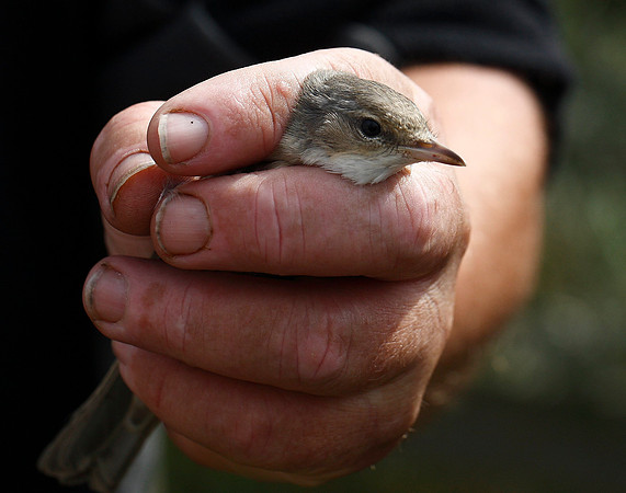 Barred Warbler