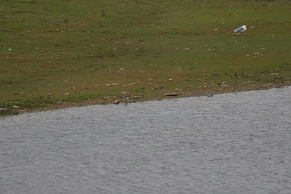Temminck's Stint & LRP