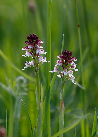 Burnt Tip Orchid