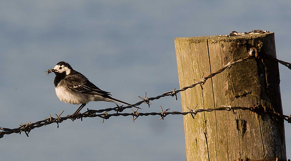 Pied Wagtail