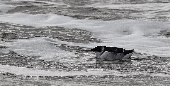 Little Auk