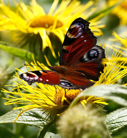 Peacock