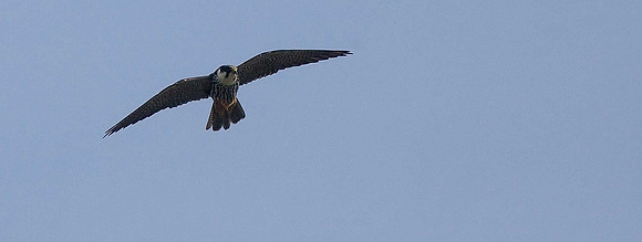 Hobby