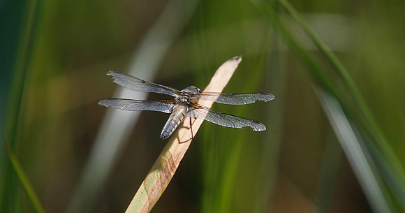Four-spotted Chaser
