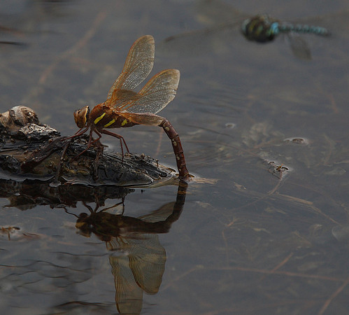 Brown Hawker