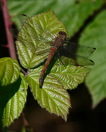 Common Darter