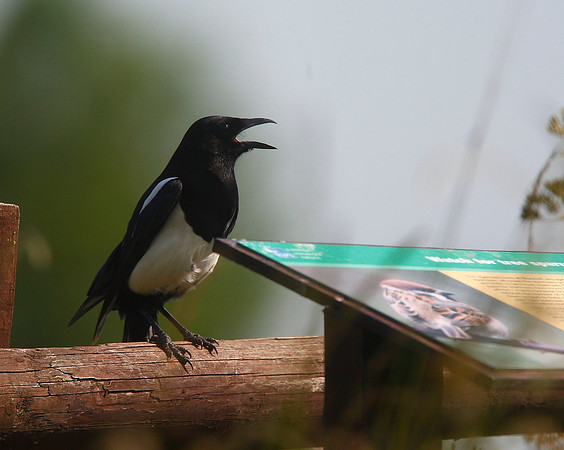 Magpie