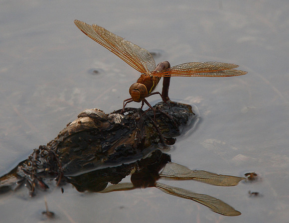 Brown Hawker
