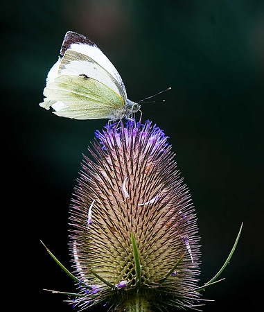 Large White