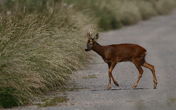 Roe Deer