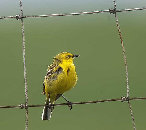 Yellow Wagtail
