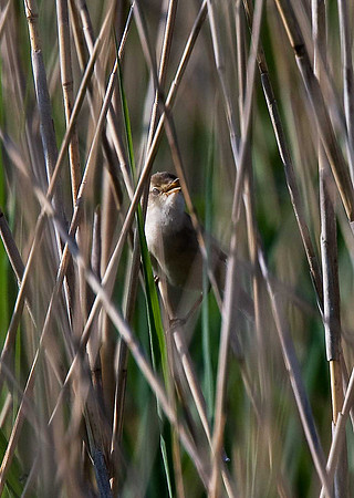 Reed Warbler