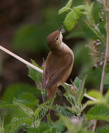 Reed Warbler