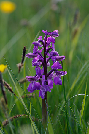 Green-winged Orchid