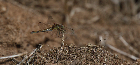 Common Darter