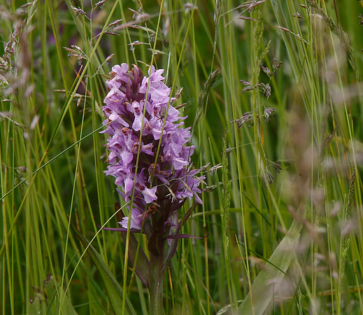 Marsh Orchid