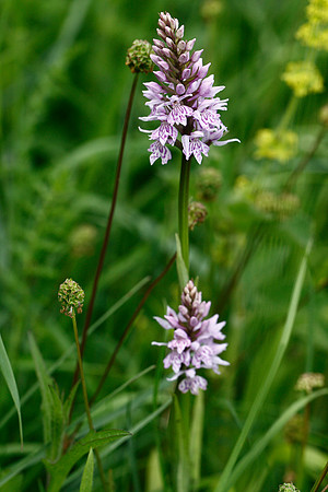 Common Spotted Orchid