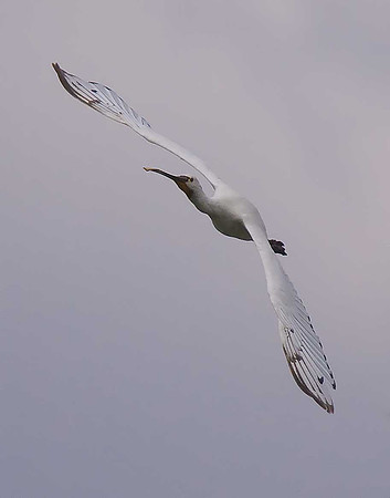 Spoonbill