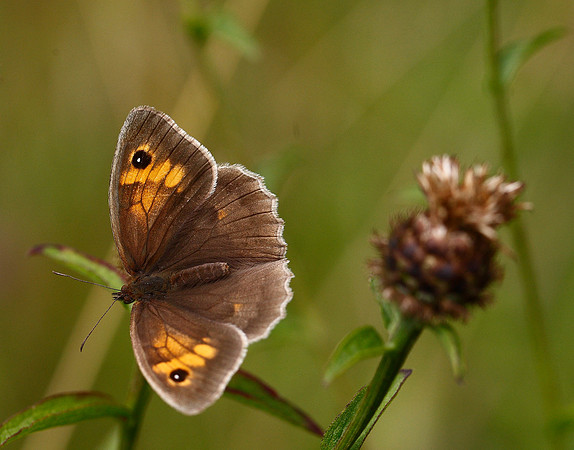 Meadow brown