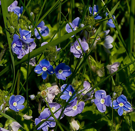 Germander Speedwell
