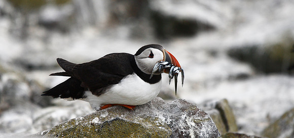 Puffin