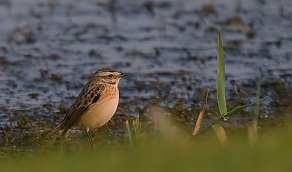 Whinchat