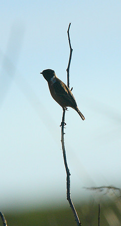 Stonechat