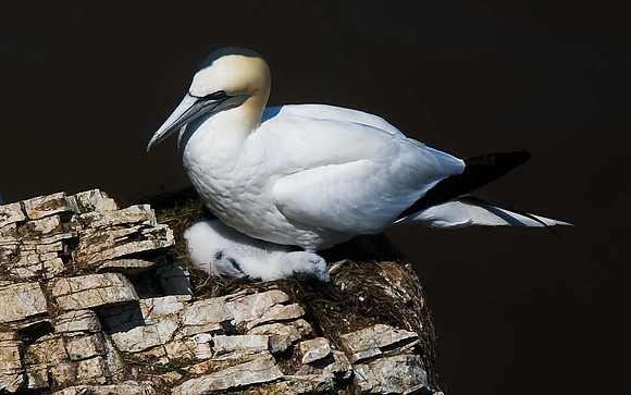 Gannet
