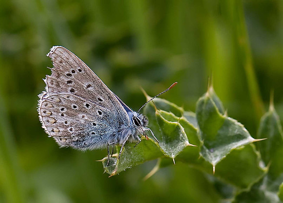 Common Blue