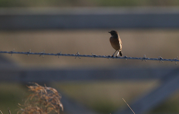 Stonechat