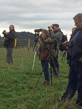 Hoopoe twitch