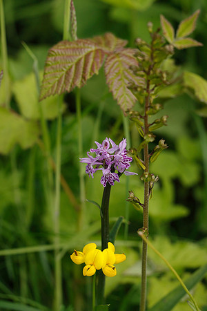 Common Spotted Orchid