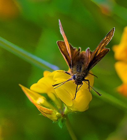 Large Skipper