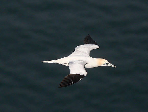 Gannet