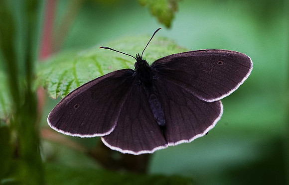 Ringlet