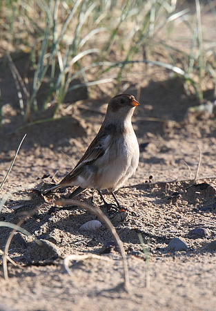 Snow Bunting