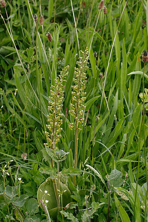 Twayblade