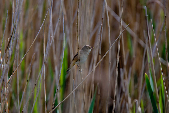 Reed Warbler