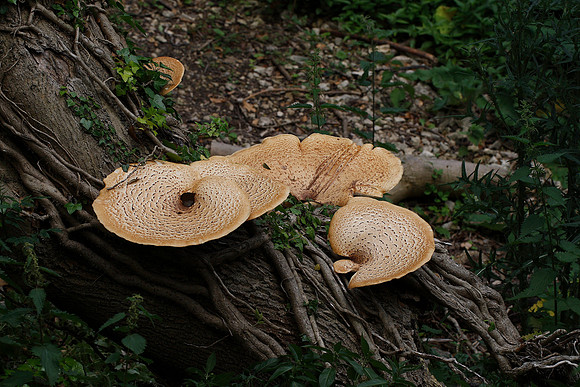 Fungus