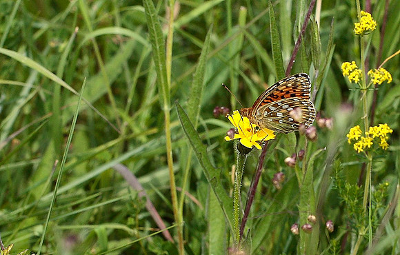 Dark Green Fritillary