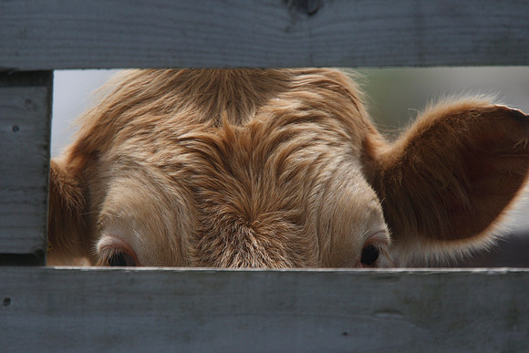 Cow