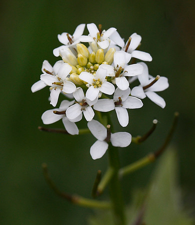 Alliaria petiolatum