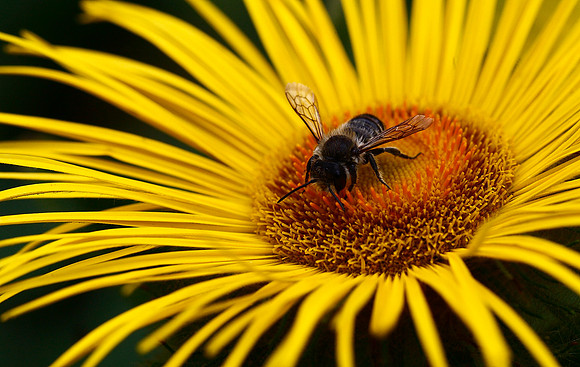 Bee on daisy