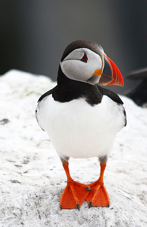 Puffin