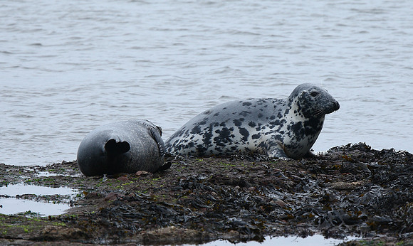 Grey Seal