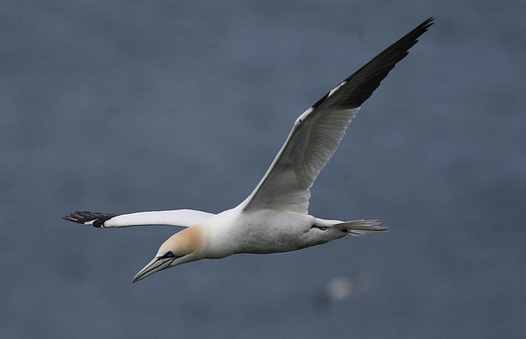 Gannet